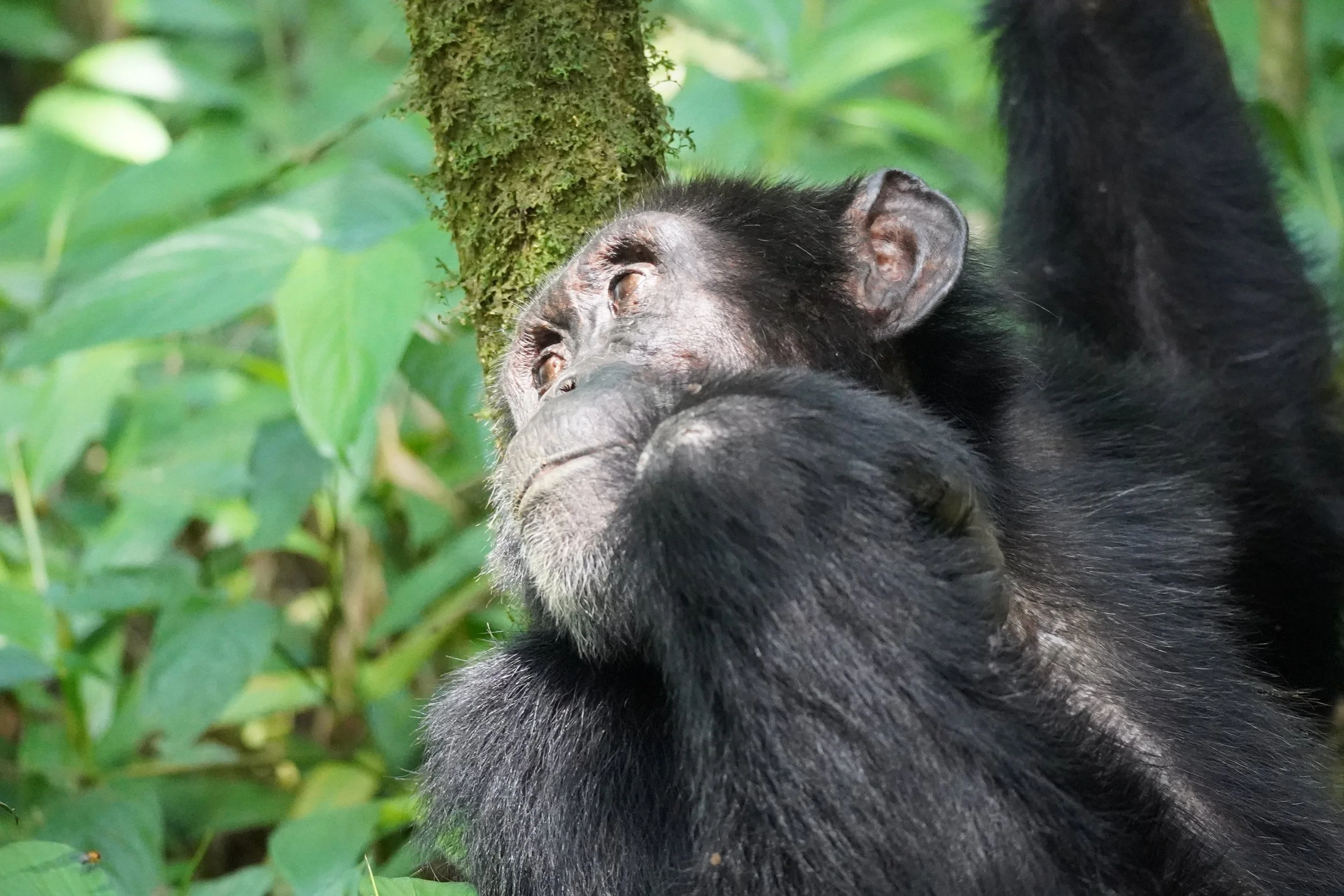 A close-up of a chimpanzee sleeping among green foliage and a moss-covered tree trunk.