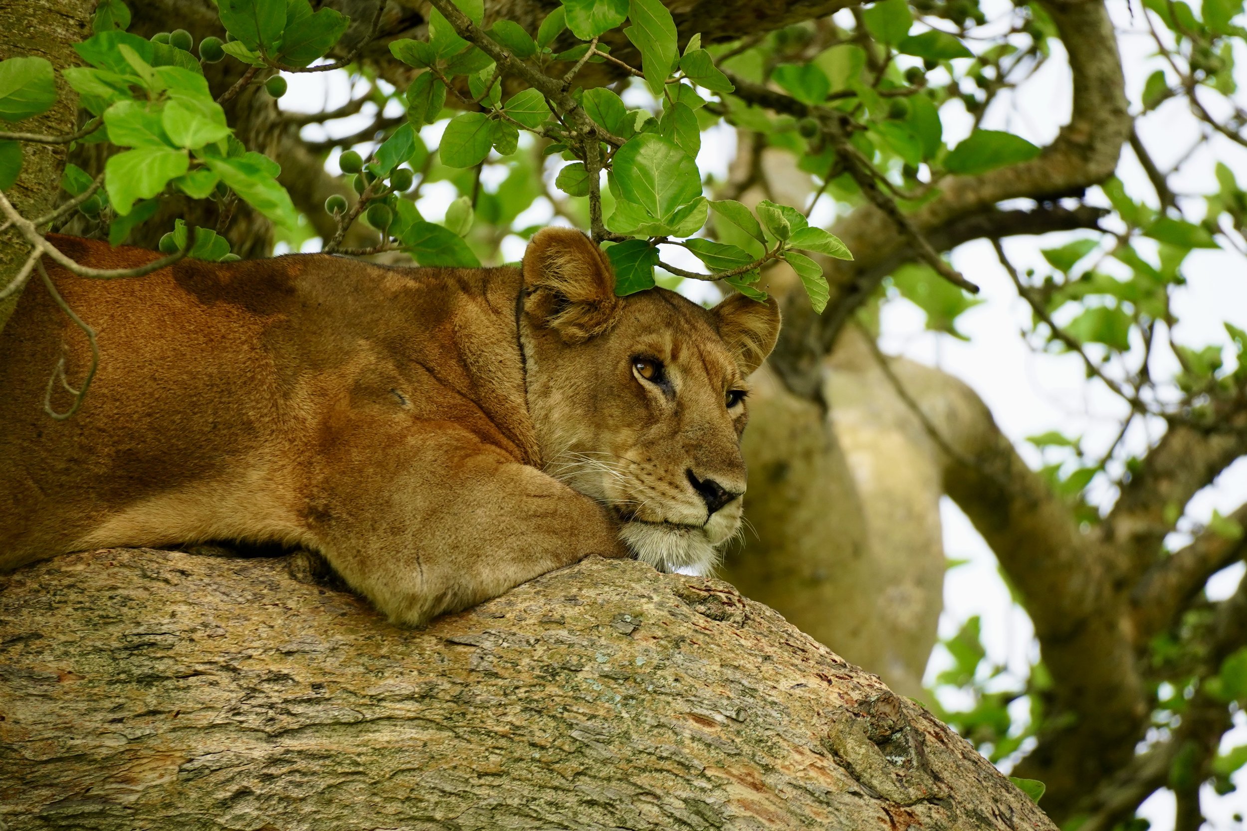 A lioness resting on a tree branch surrounded by green leaves.