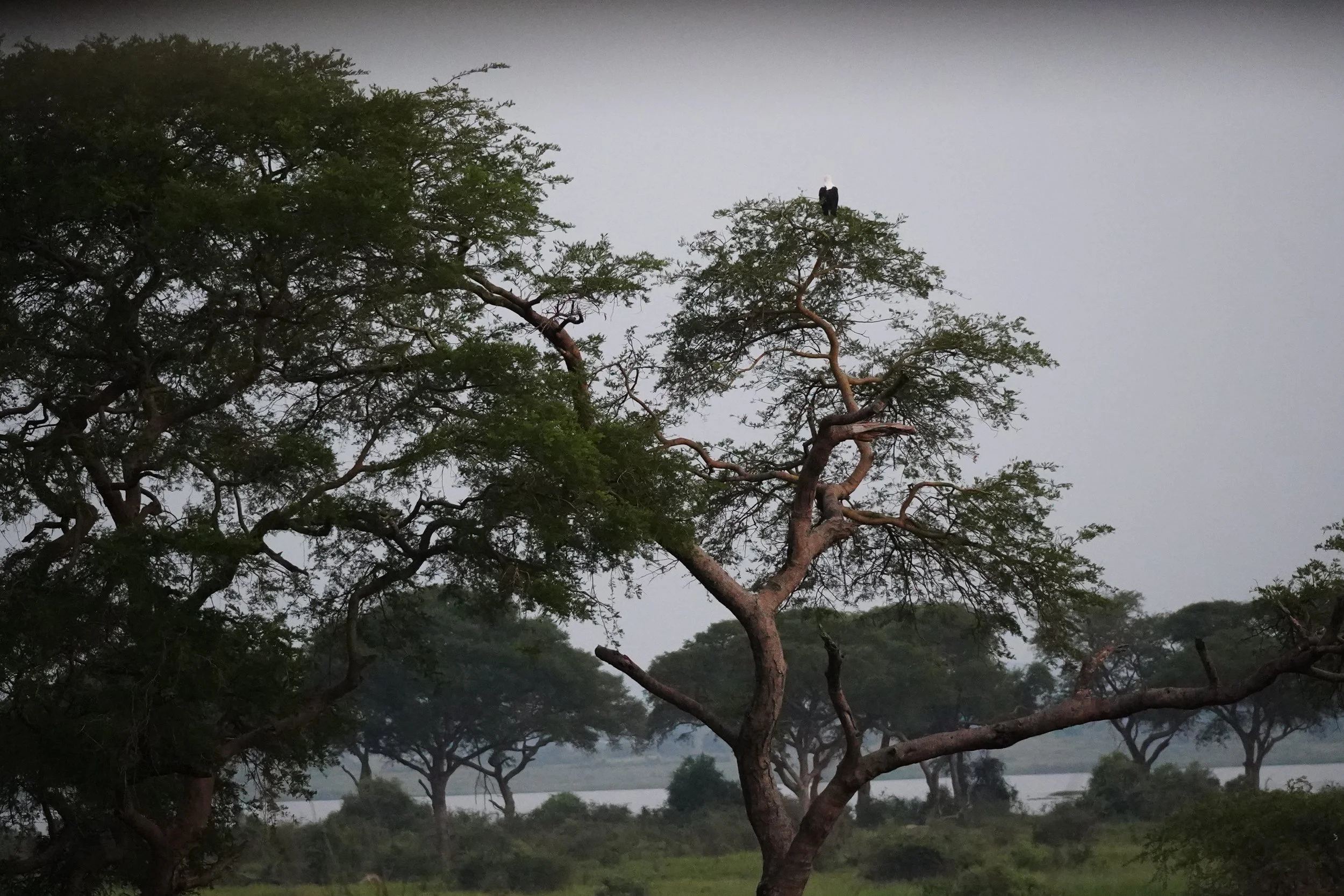 A tall tree with sparse green foliage on twisting branches stands in the foreground against a misty gray sky, with a group of similar trees and a body of water visible in the distance.