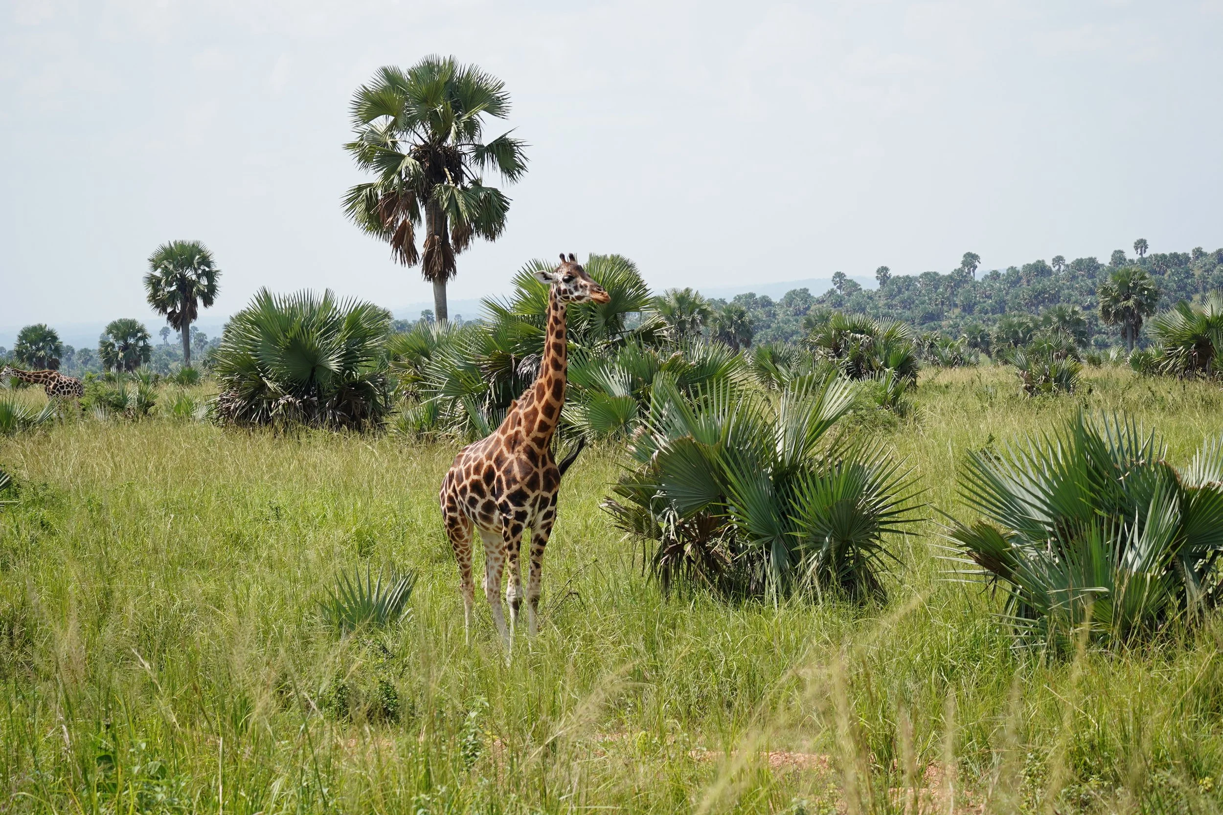 Giraffe standing in a grassy savannah with palm trees and a distant tree line.