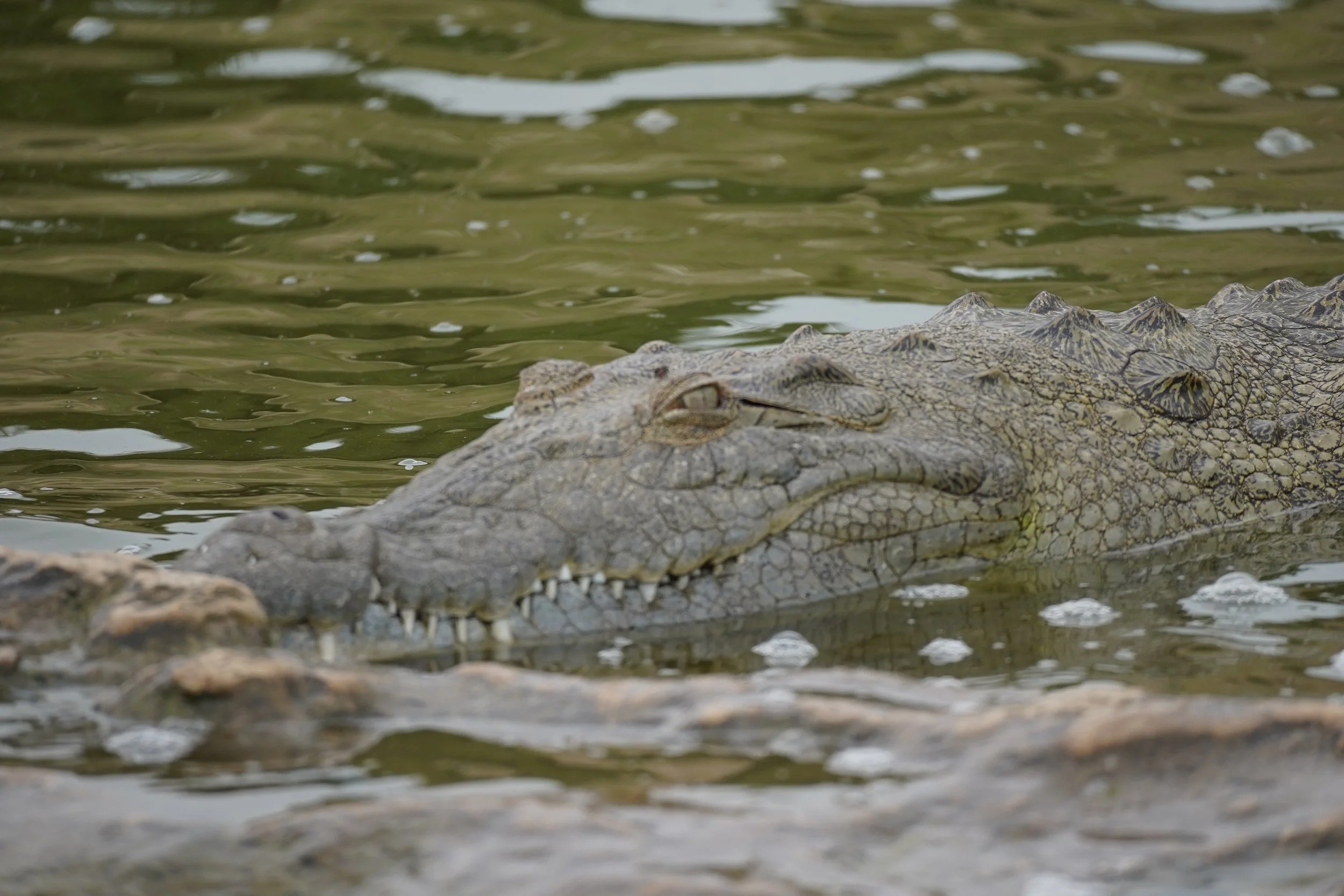 A crocodile partially submerged in water with only its head and part of its back visible.