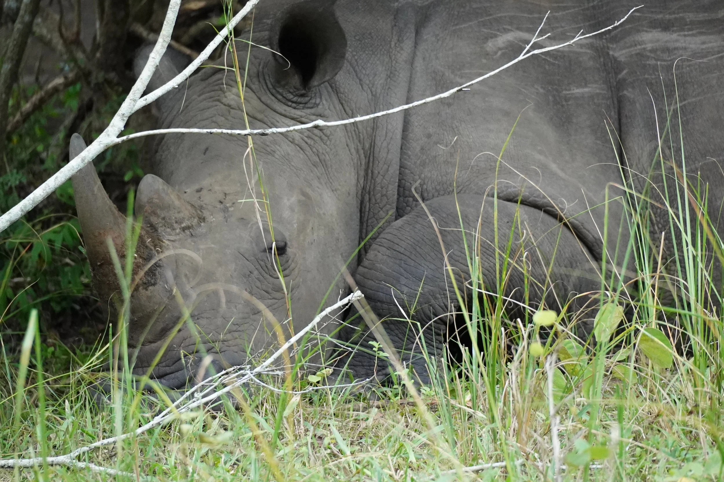 An elephant lying on the ground surrounded by grass and small plants, partially obscured by branches and foliage.