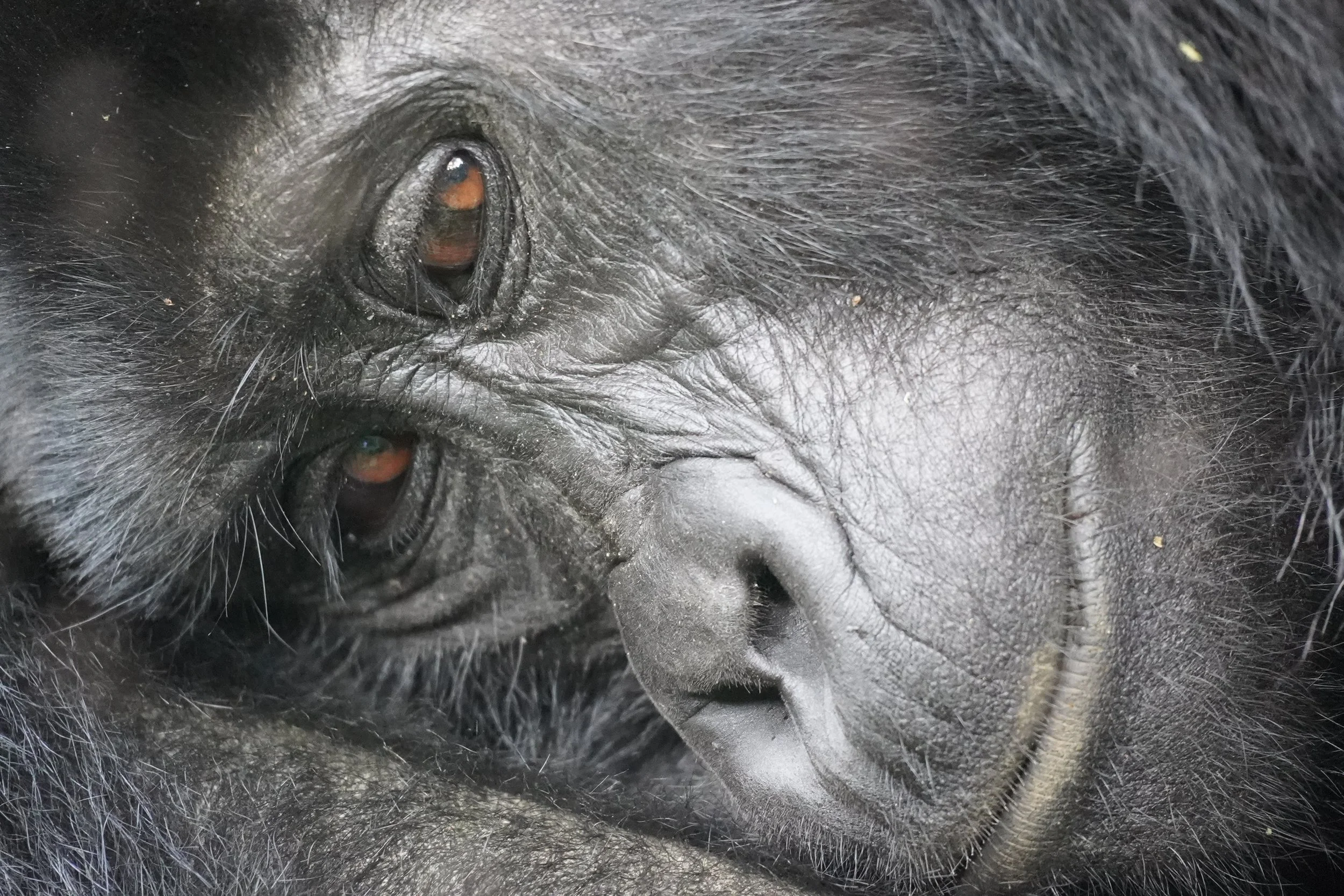 Close-up of a black dog's face, showing its eye, nose, and fur.