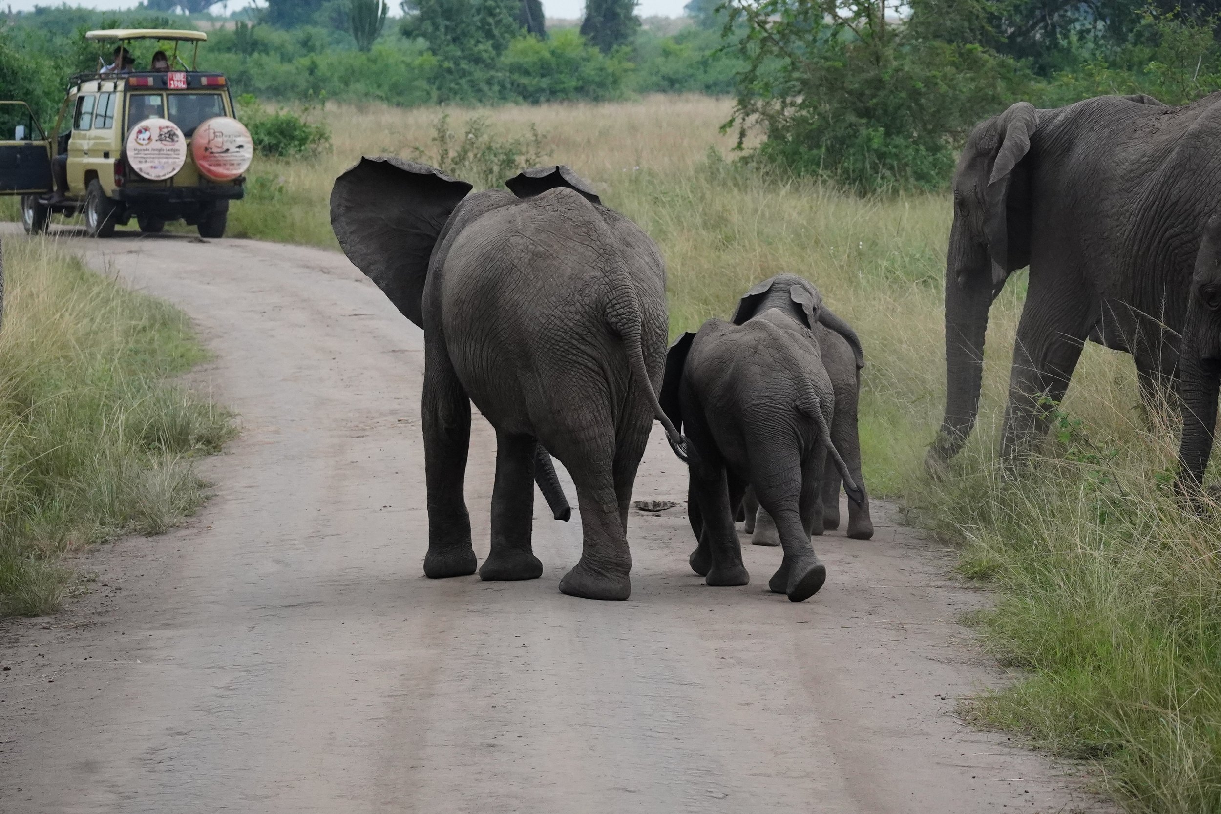 A herd of elephants walking on a dirt road in a grassy plain with trees in the background, while a safari vehicle with two people observes from a distance.