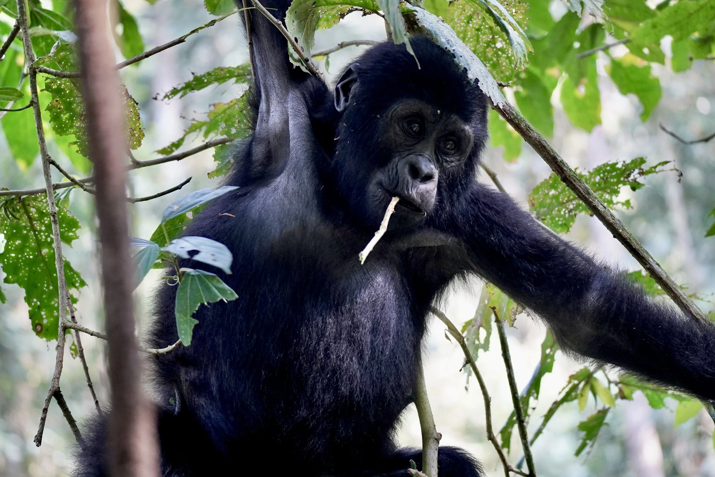 A young gorilla sitting among green leaves and branches in a dense forest.
