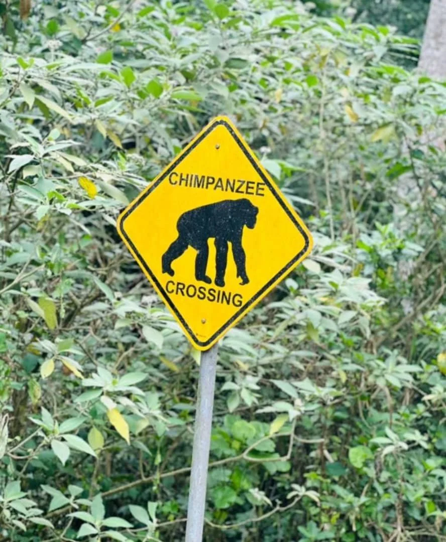 Yellow diamond-shaped sign with a black silhouette of a chimpanzee, reading "Chimpanzee Crossing," situated among green bushes.