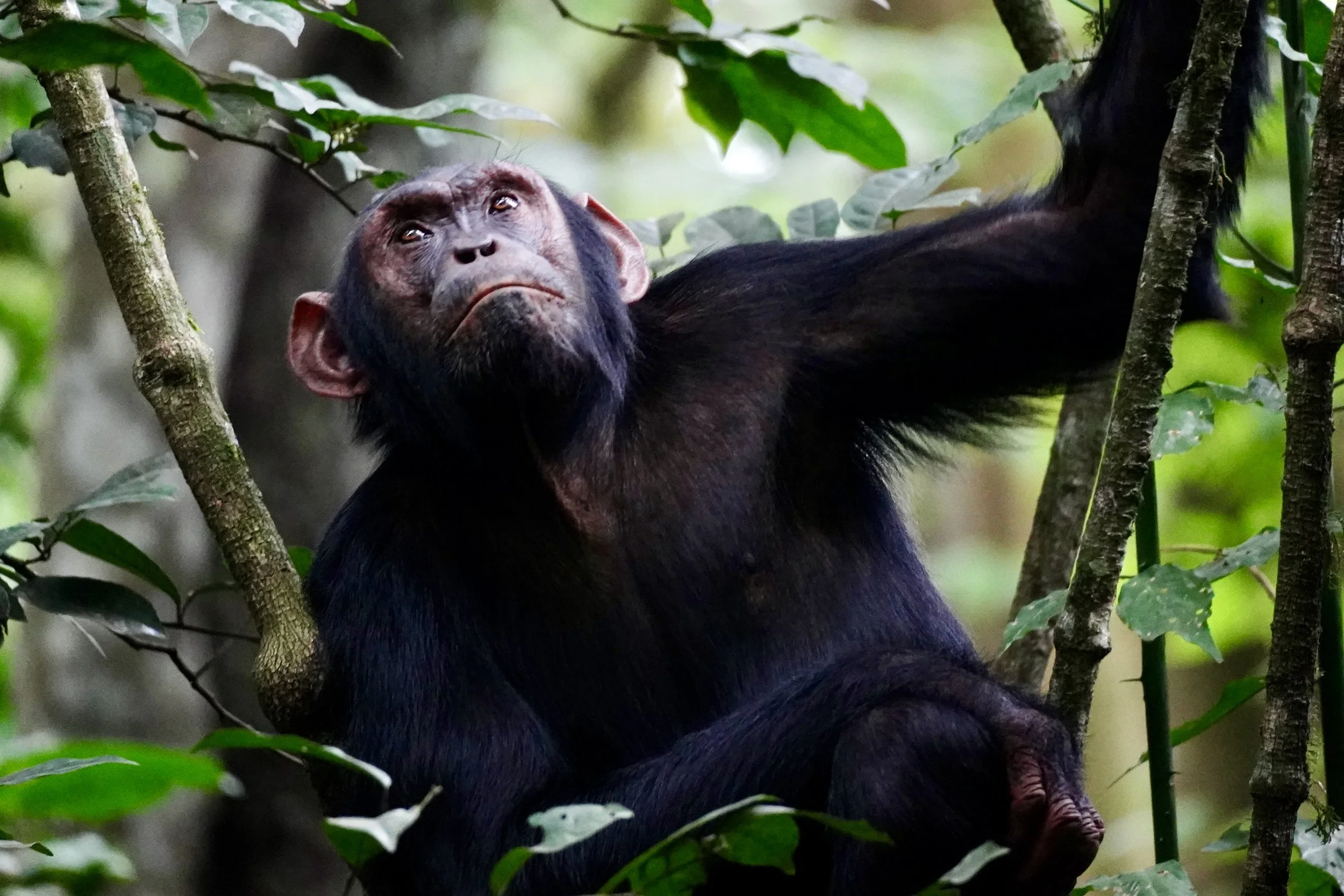 A chimpanzee sitting on a tree branch surrounded by green leaves, looking upwards with a thoughtful expression.
