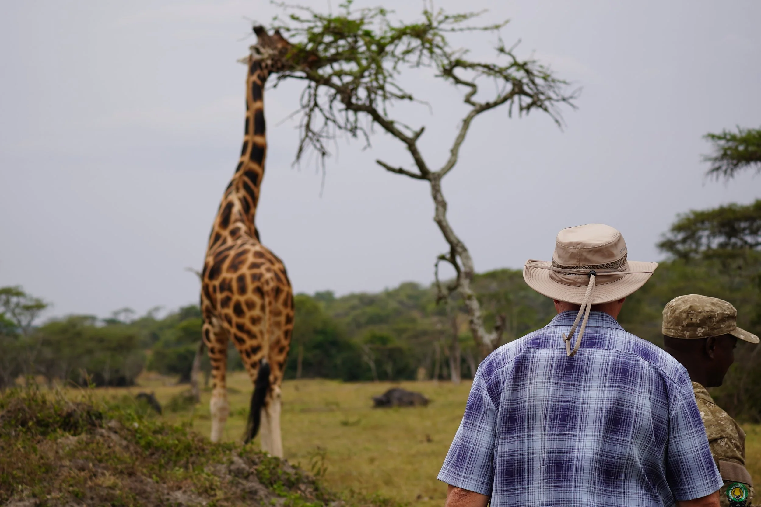 Two men, one wearing a plaid shirt and a wide-brimmed hat, observing a giraffe in a savannah landscape with sparse trees and grass, under a gray sky.