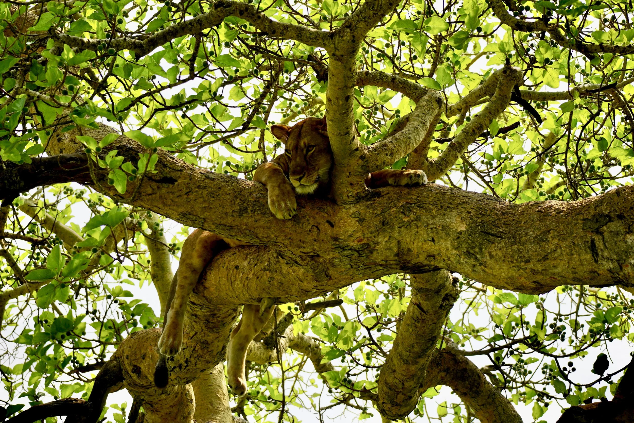 A lion cub resting on a large tree branch surrounded by green leaves.
