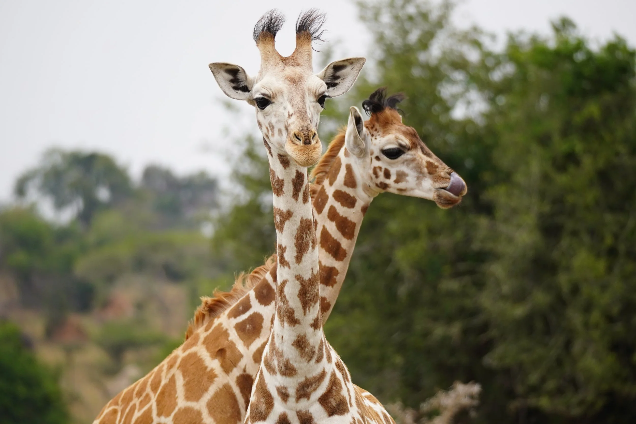 Two giraffes standing outdoors with a blurred green background.