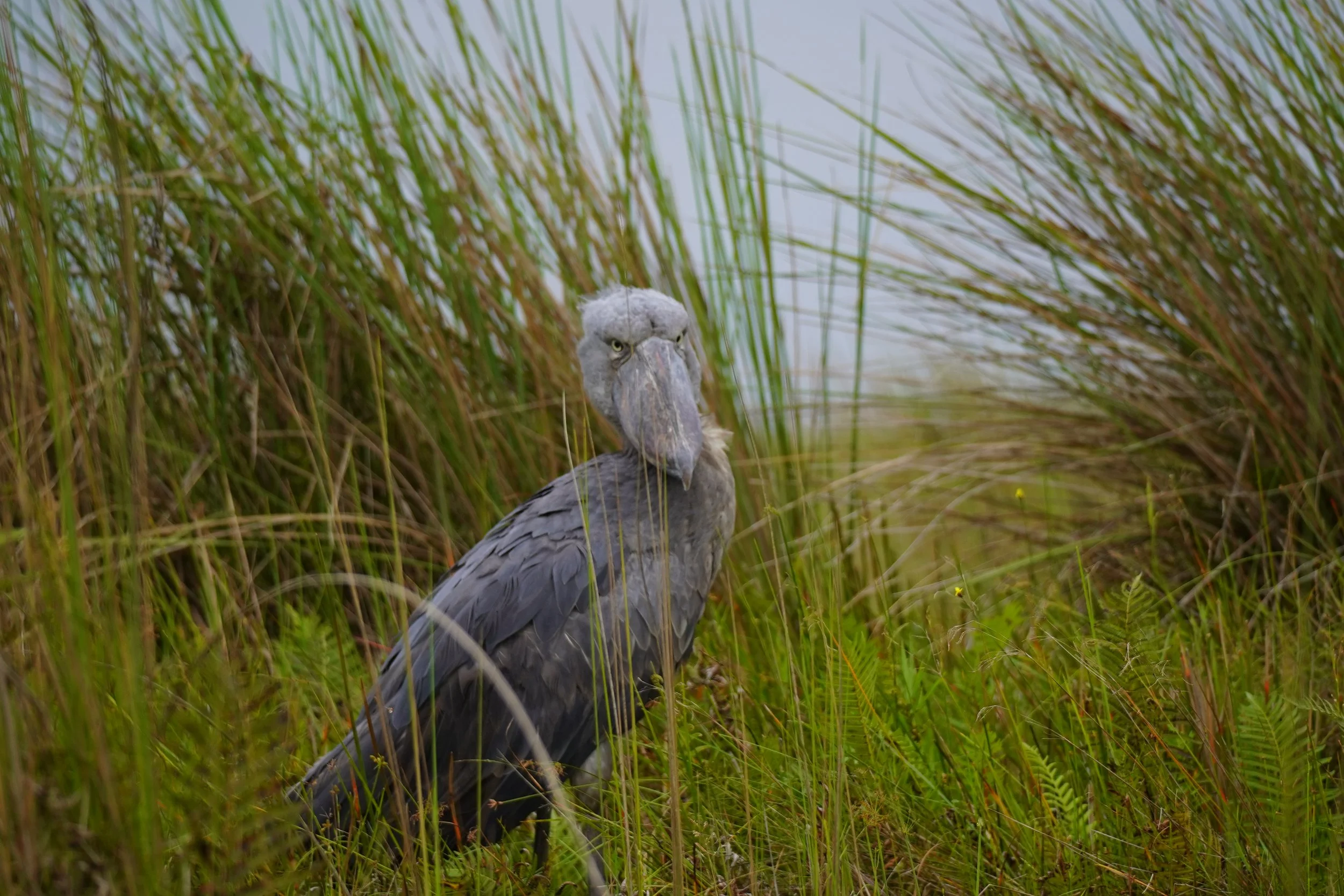 A large bird, likely a shoebill, standing among tall green grass near water.