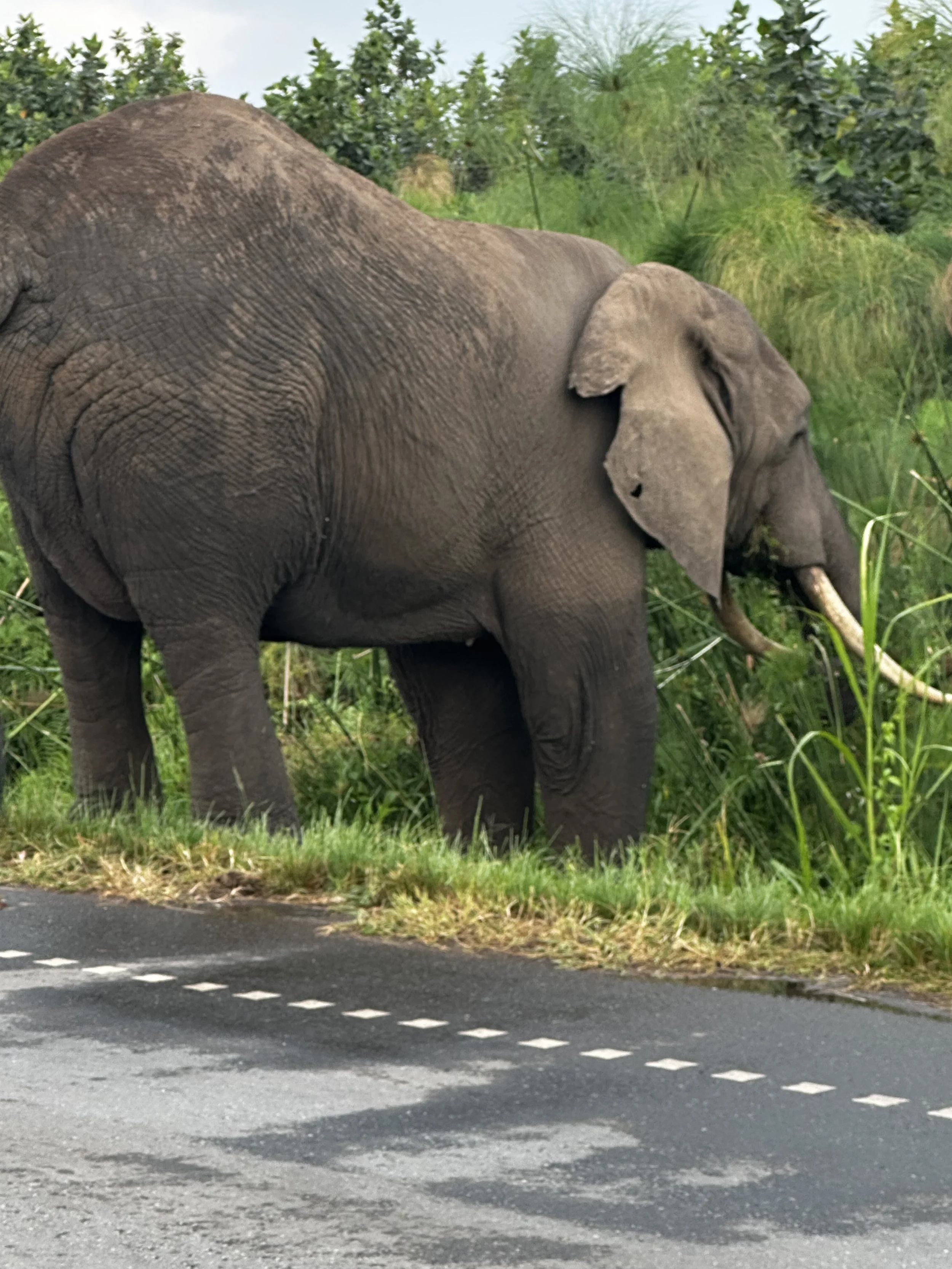 An elephant standing on the grass beside a paved road with white dashed lines, surrounded by green trees and bushes.