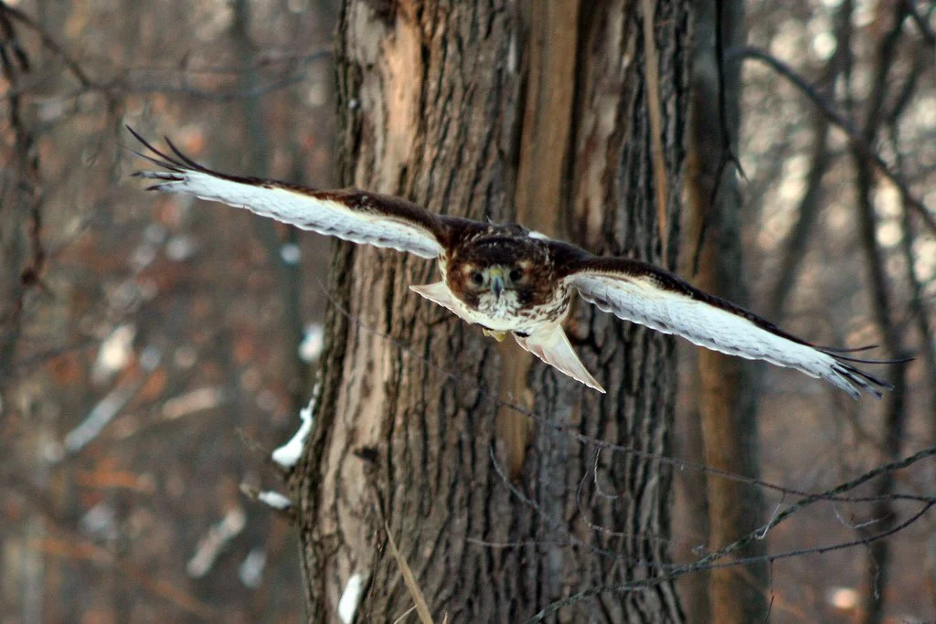 hawk_1.jpg