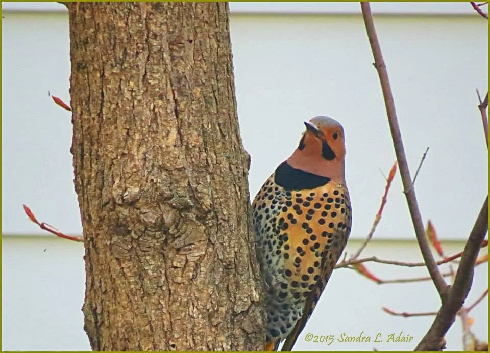 northern_flicker.jpg