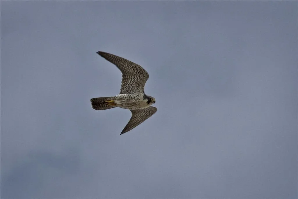peregrine_falcon.jpg