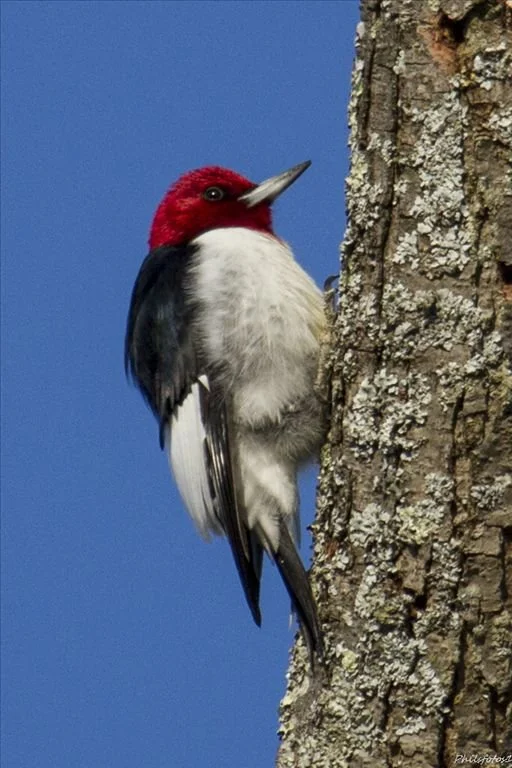 redheaded_woodpecker_025_phil_odum.jpg
