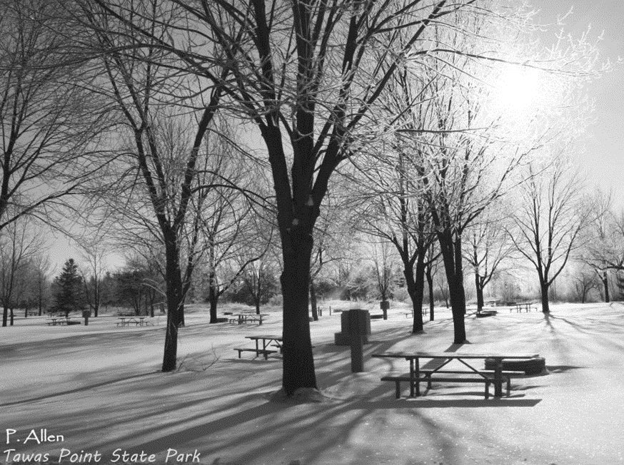 trees_at_tawas_point.jpg
