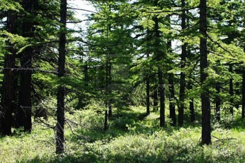 Lost Tamarack Pathway