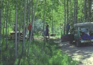 Ossineke State Forest Campground