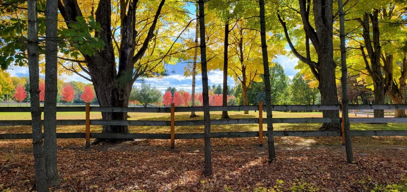 Burt Lake State Park 8.jpg