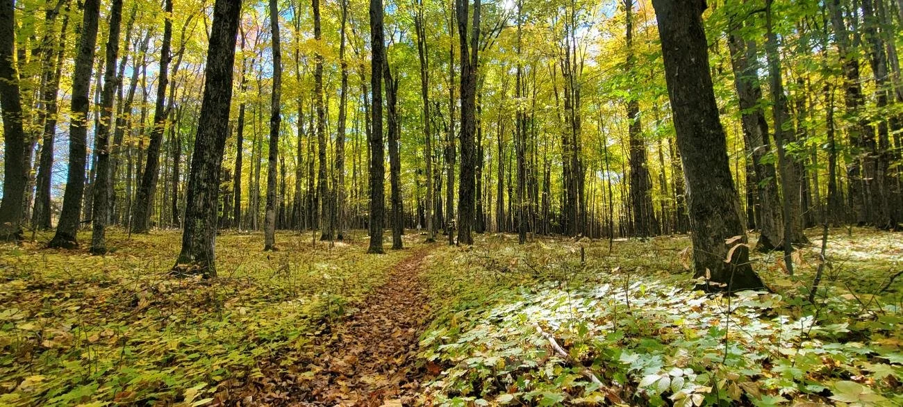 Burt Lake State Park 12.jpg