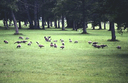 Burt Lake State Park 13.gif