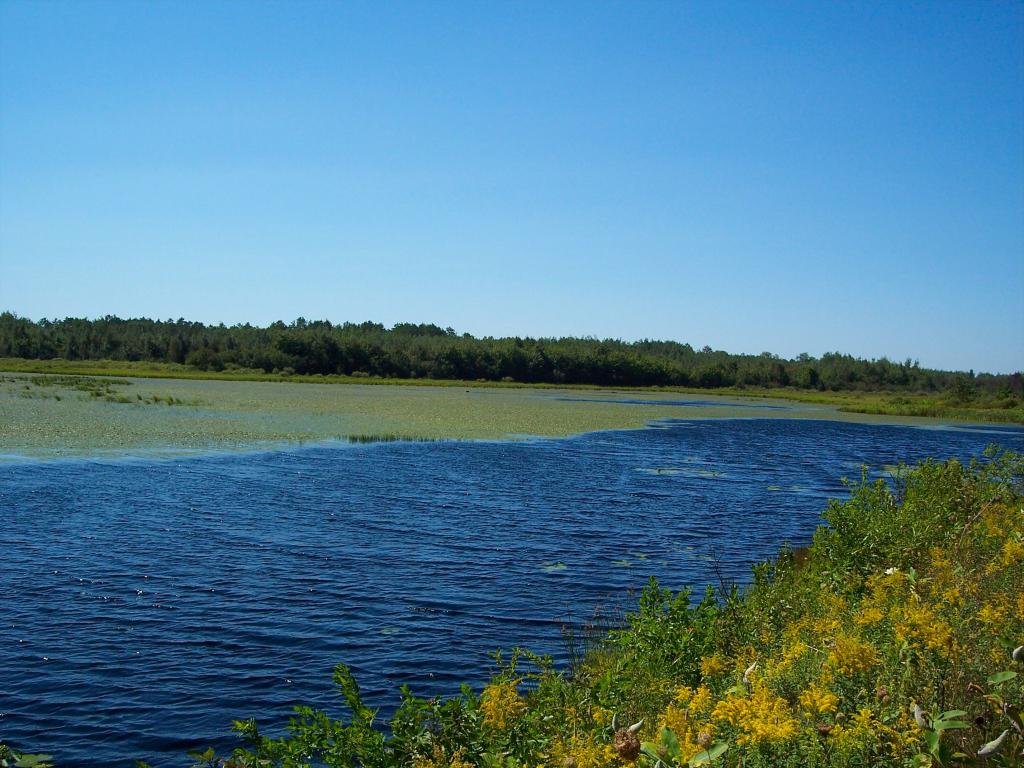 Dingman Marsh 1.jpg