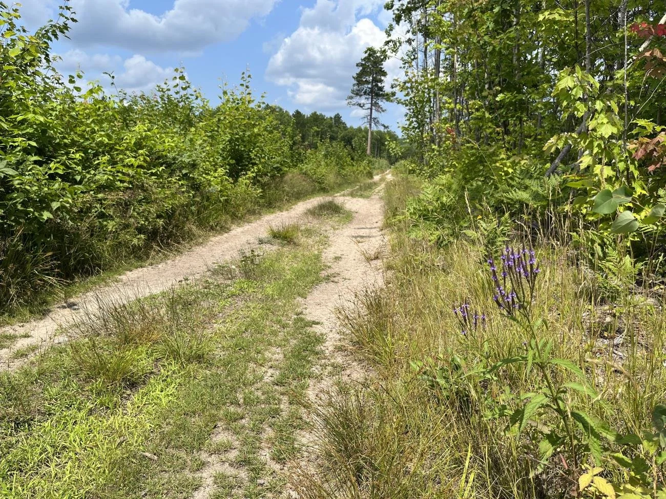 Black Mountain 7.jpg
