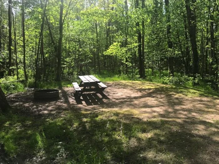 Maple Bay State Forest 4.jpg
