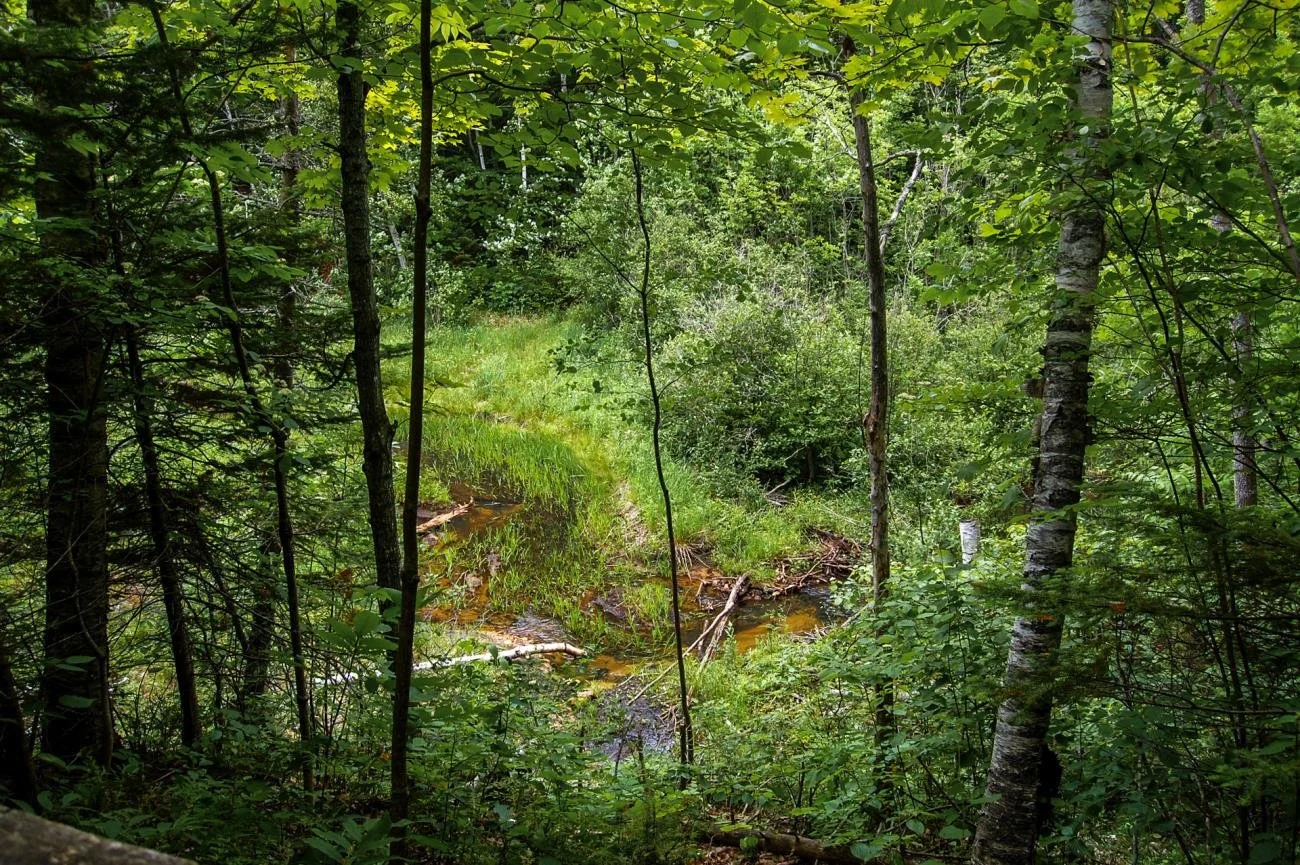 North Central State Trail 6.jpg