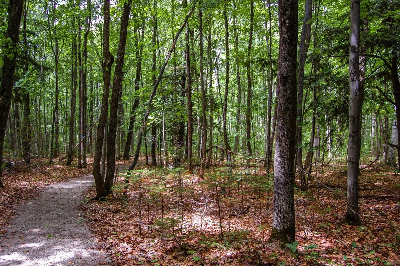 North Central State Trail 7.jpg