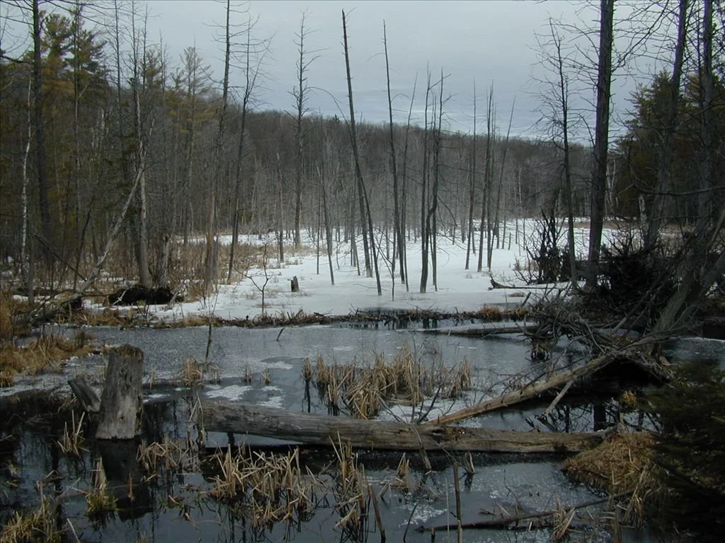 Reid Lake Trail System 3.jpg
