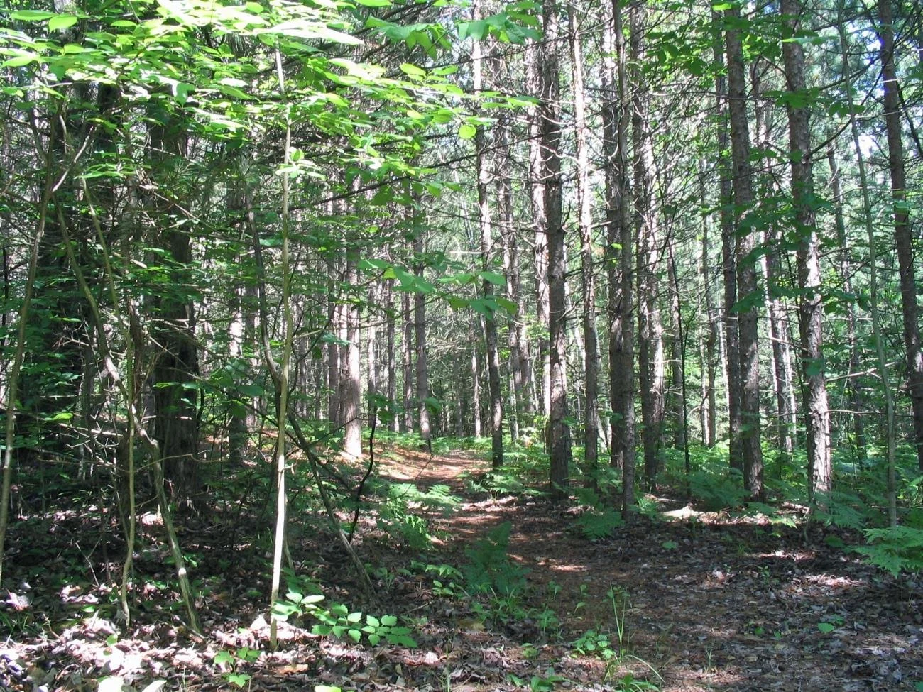 Reid Lake Trail System 6.jpg