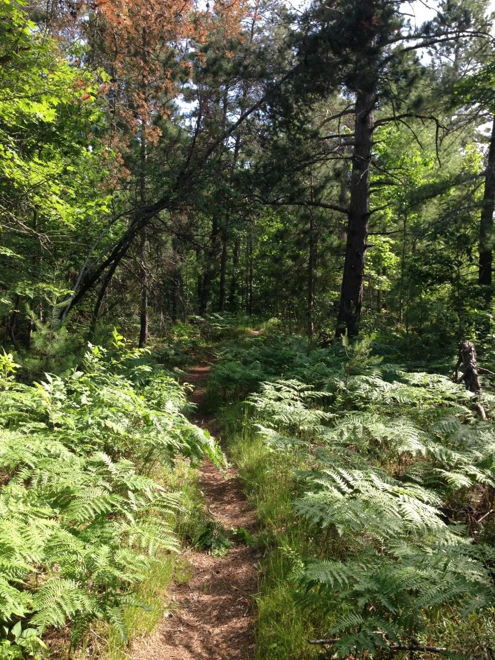 Shingle Mill Pathway 1.jpg
