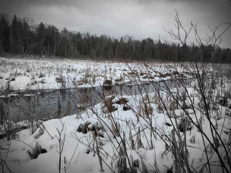 Blackbird Marsh 6.jpg