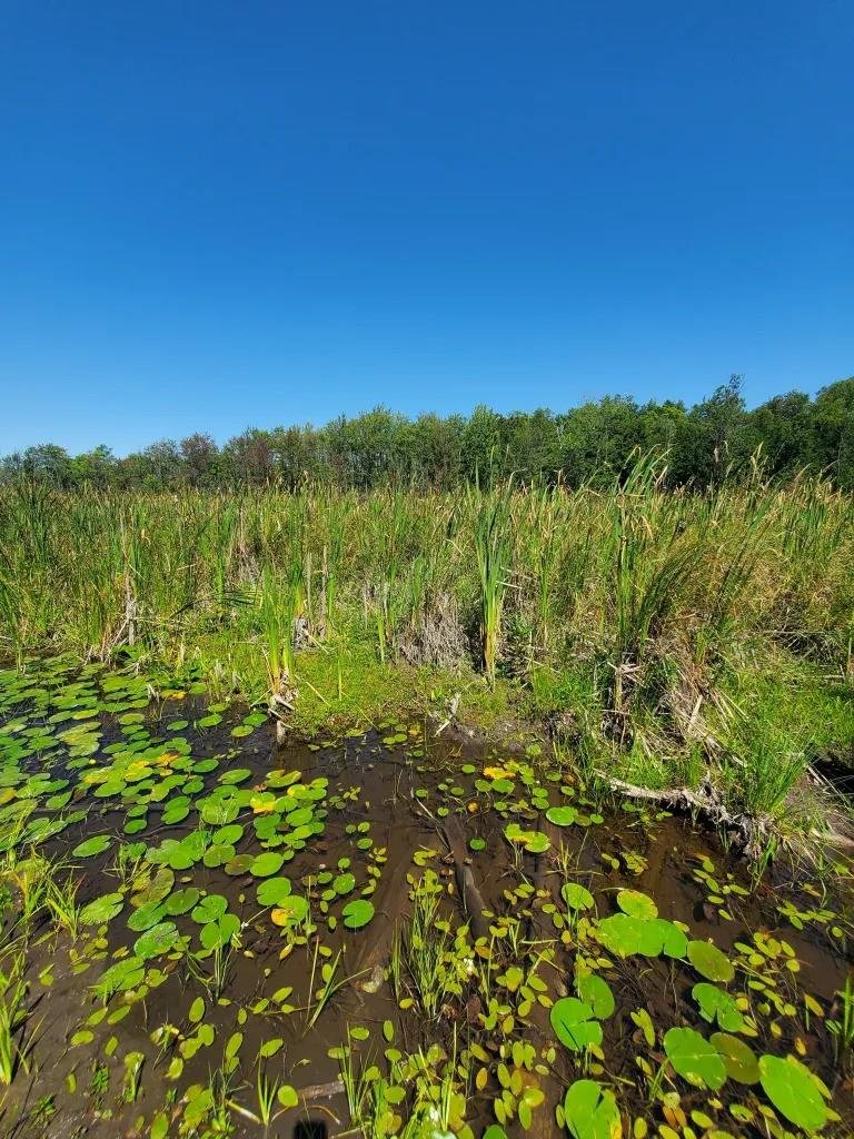 Blackbird Marsh 5.jpg