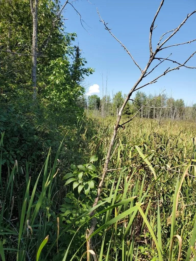 Blackbird Marsh 2.jpg
