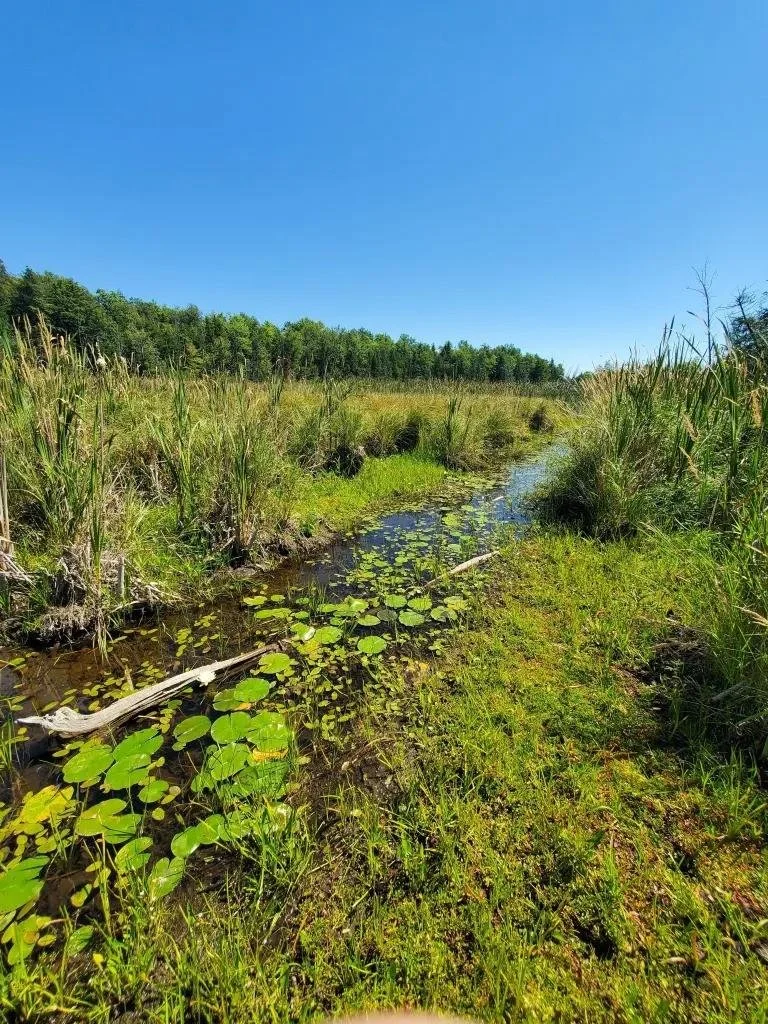 Blackbird Marsh 4.jpg