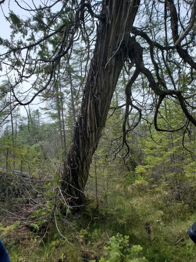 Dault Nature Preserve 2.jpg
