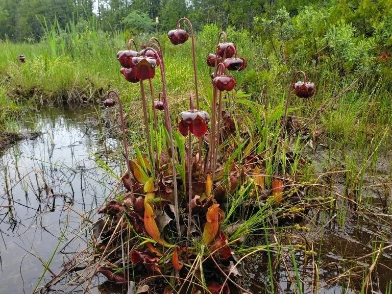 Hess Nature Preserve 2.jpg