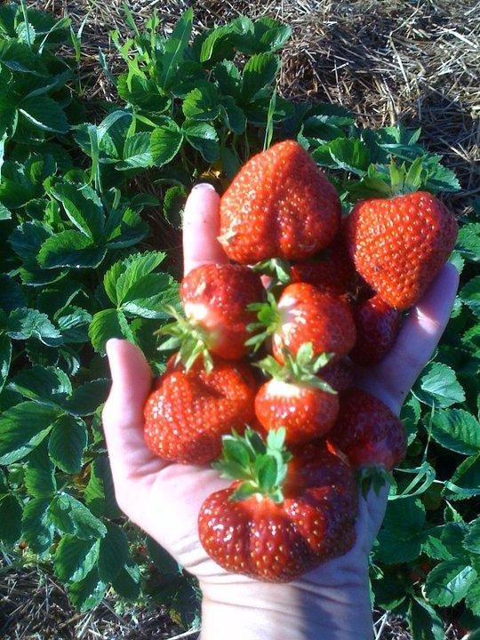AJ's Berry Farm 3.jpg