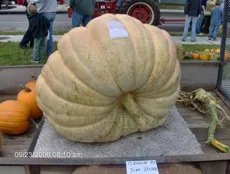 Alpena Farmers Market 2.jpg