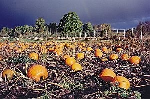 Golden River Orchard