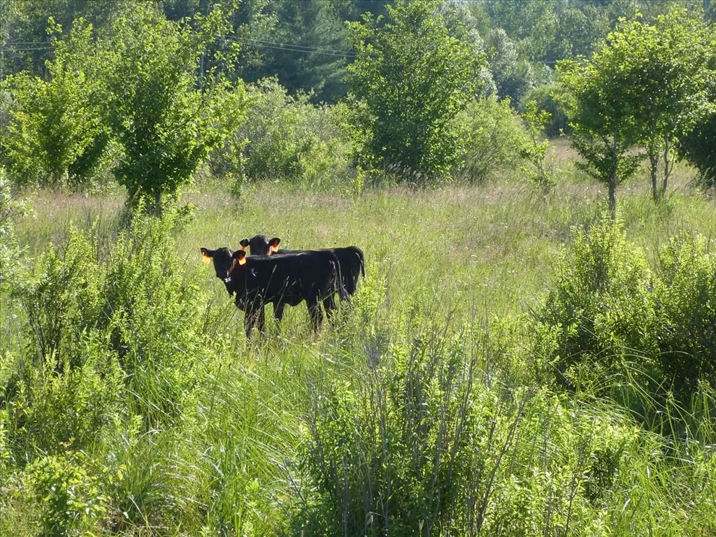 Leeseberg Farms 4.jpg