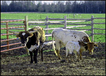 Triple H Ranch