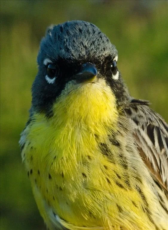 Kirtland's Warbler Tours