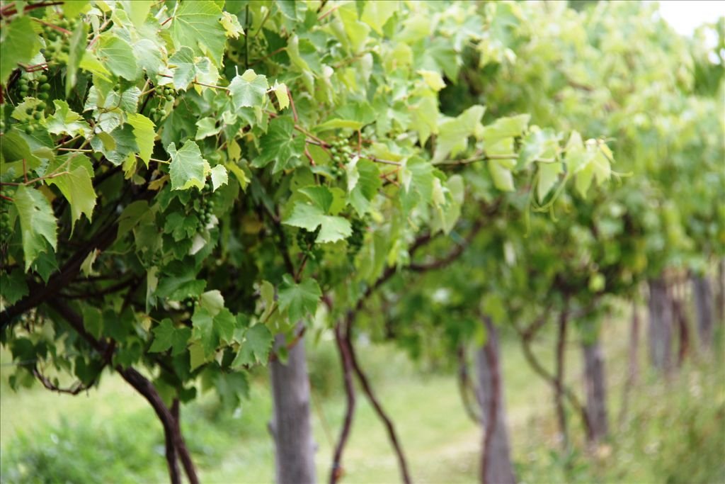 Thunder Bay Winery 2.jpg