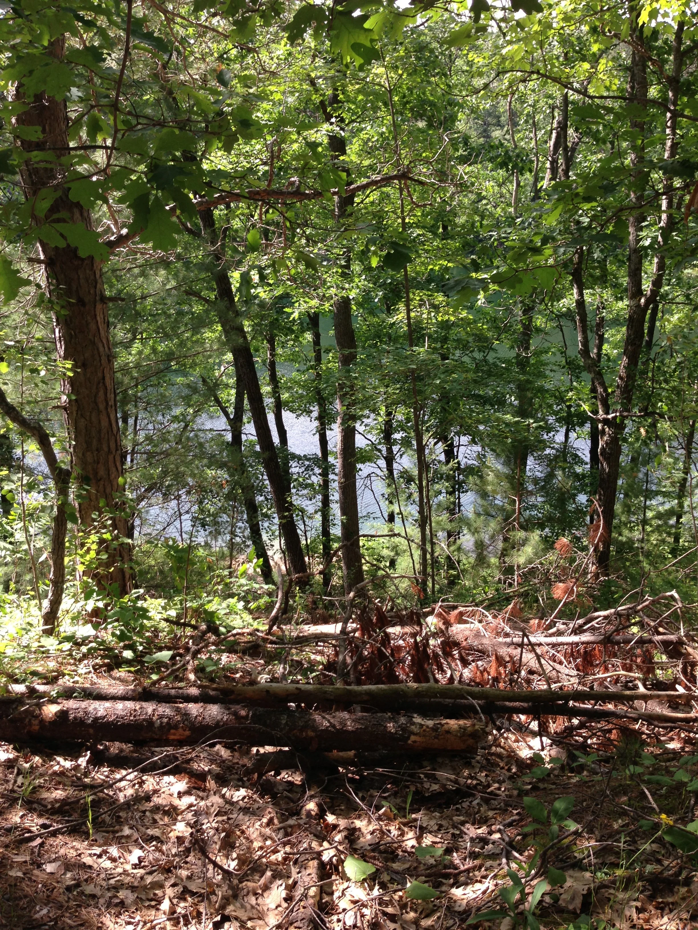 Pigeon River Wildlife Preserve 4.JPG