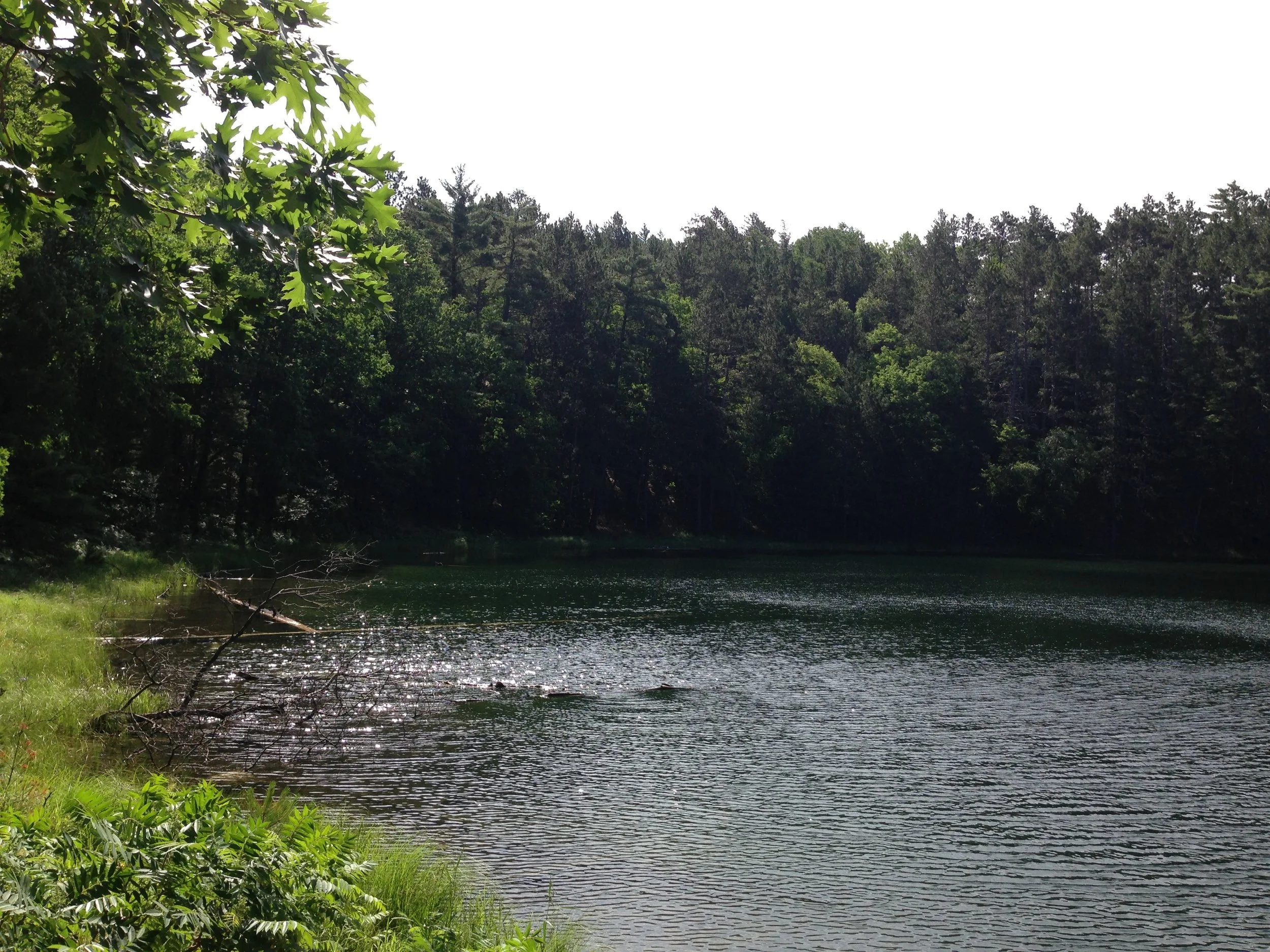 Pigeon River Wildlife Preserve 8.JPG