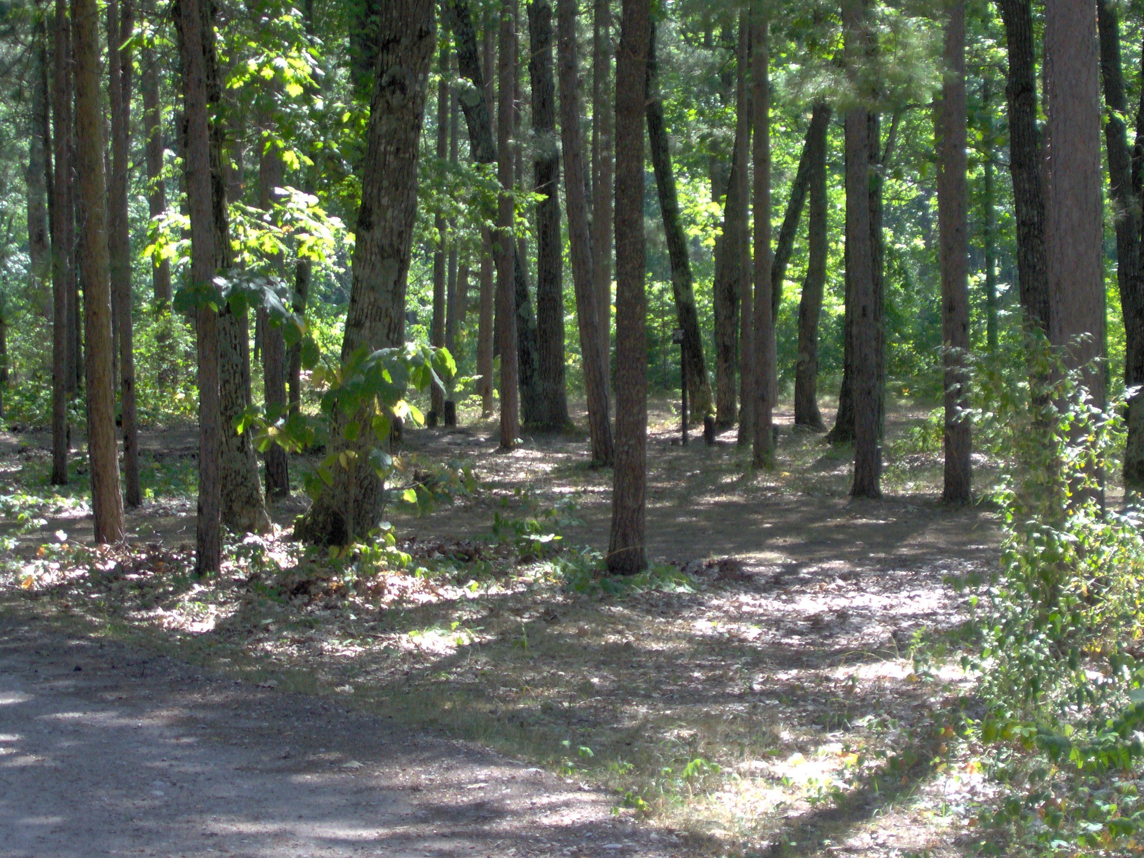 Thunder Bay River State Forest Campground 1.jpg